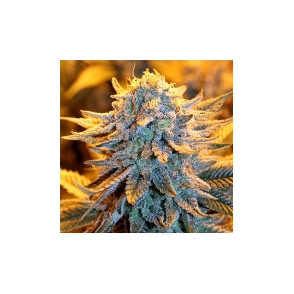 Dutch Autoflower (Spliff Seeds) feminizada