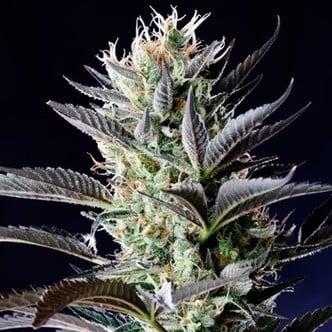 Dutch Blue Autoflower (Spliff Seeds) feminizada