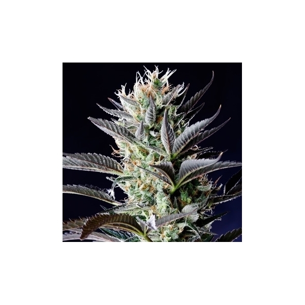 Dutch Blue Autoflower (Spliff Seeds) feminizada