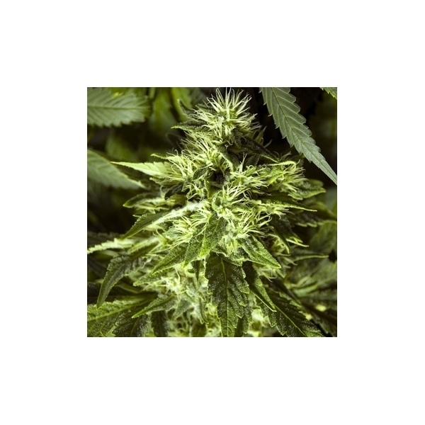 Fast Bud Outdoor (Spliff Seeds) feminizada