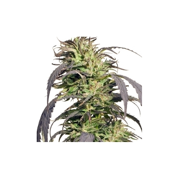 Gold Rush Outdoor (Spliff Seeds) feminizada
