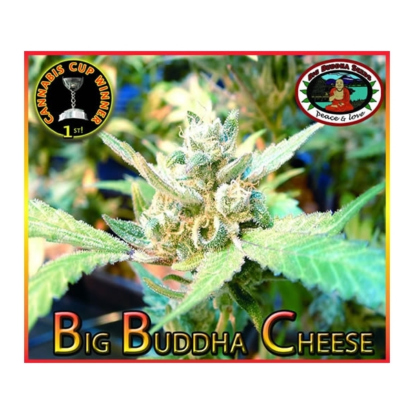 Big Buddha Cheese (Big Buddha Seeds) feminizada