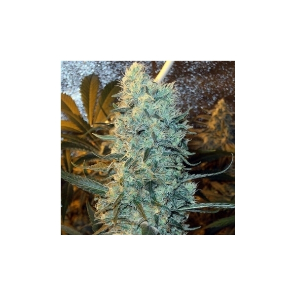 Power Plant (Spliff Seeds) feminizada