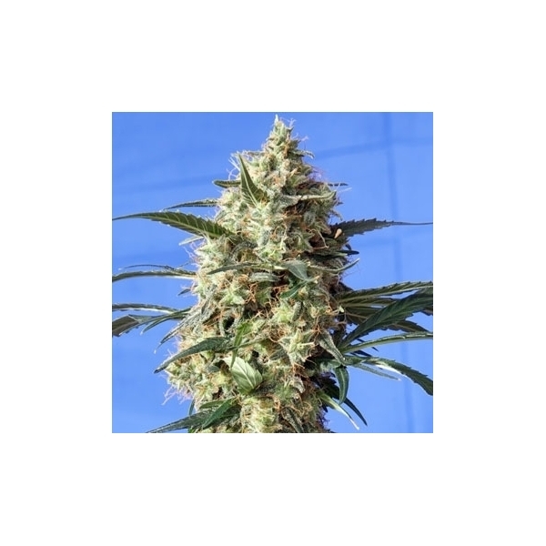 Snow White (Spliff Seeds) feminizada