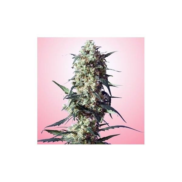 Spliff's Strawberry (Spliff Seeds) feminizada