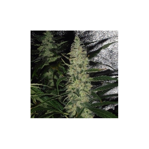 Super Skunk (Spliff Seeds) feminizada
