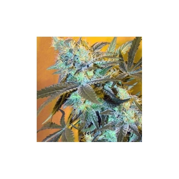 White Widow (Spliff Seeds) feminizada
