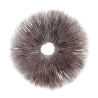 Impressão de esporos Psilocybe cubensis Equador