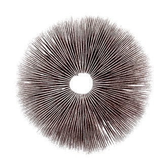 Impressão de esporos Psilocybe cubensis Equador
