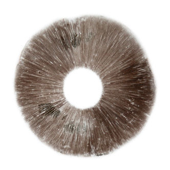 Esporo de Psilocybe Cubensis B+