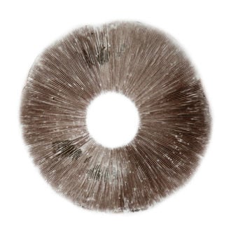 Esporo de Psilocybe Cubensis B+