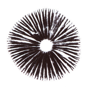 Esporo de Psilocybe cubensis Golden Teacher