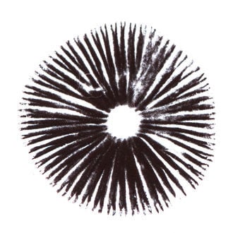 Esporo de Psilocybe cubensis Golden Teacher