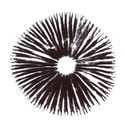 Esporo de Psilocybe cubensis Golden Teacher