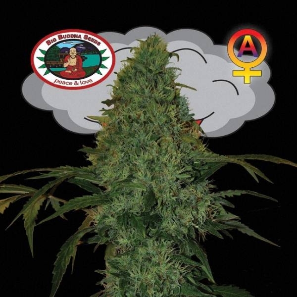 Critical Mass Autoflower (Big Buddha Seeds) feminizada