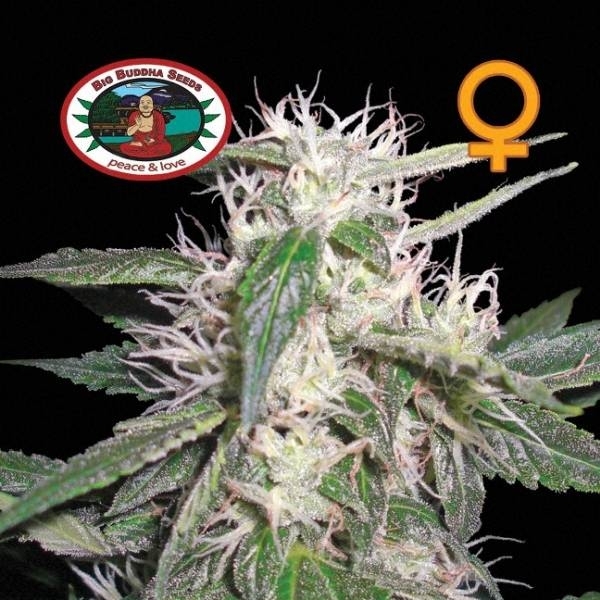 Cheese Dawg (Big Buddha Seeds) - Feminizada