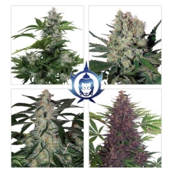 Assorted Auto (Buddha Seeds) feminizada