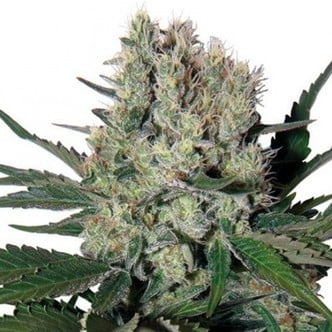 Syrup Auto (Buddha Seeds) feminizada