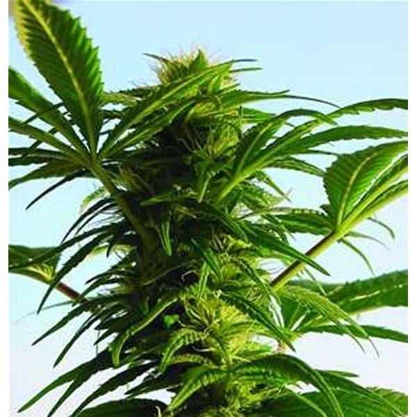 Mega Power Plant (Spliff Seeds) feminizada