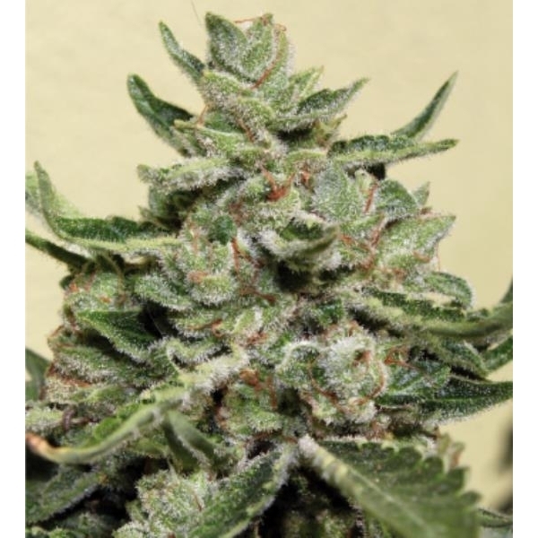 White Dwarf (Buddha Seeds) feminizada