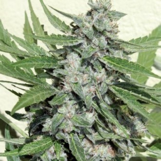 White Dwarf (Buddha Seeds) feminizada