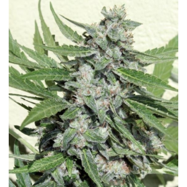 White Dwarf (Buddha Seeds) feminizada