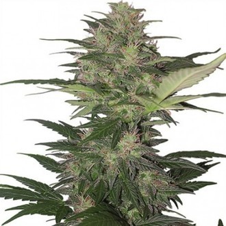 Red Dwarf Auto (Buddha Seeds) feminizada