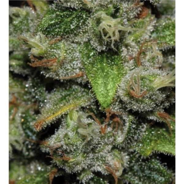 Red Dwarf Auto (Buddha Seeds) feminizada