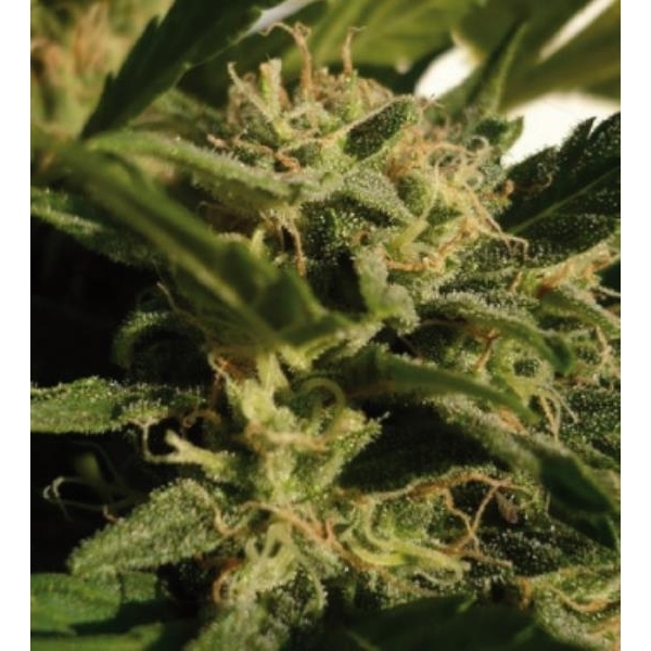 Red Dwarf Auto (Buddha Seeds) feminizada