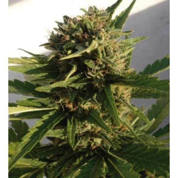 Red Dwarf Auto (Buddha Seeds) feminizada