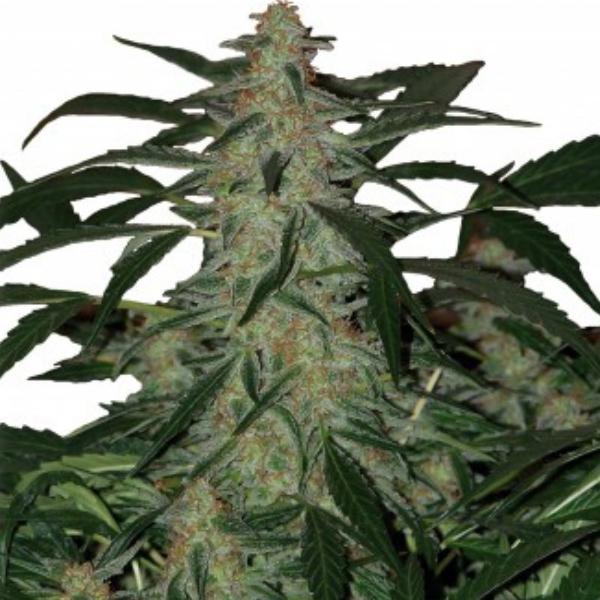 Deimos Auto (Buddha Seeds) feminizada