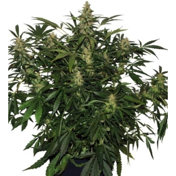 Deimos Auto (Buddha Seeds) feminizada