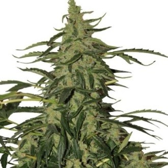 Deimos Auto (Buddha Seeds) feminizada