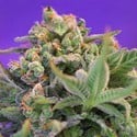 Sweet Cheese – Versão Rápida F1 (Sweet Seeds) feminizada