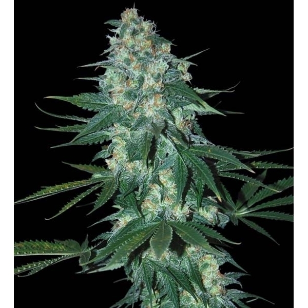 El Alquimista (Samsara Seeds) feminizada