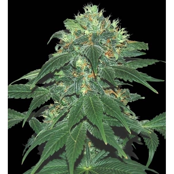 Punky Lion (Samsara Seeds) feminizada