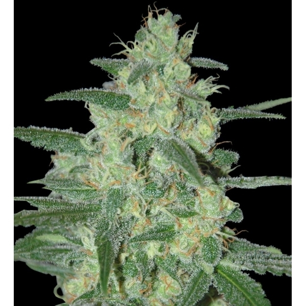 Holy Grail 69 (Samsara Seeds) feminizada