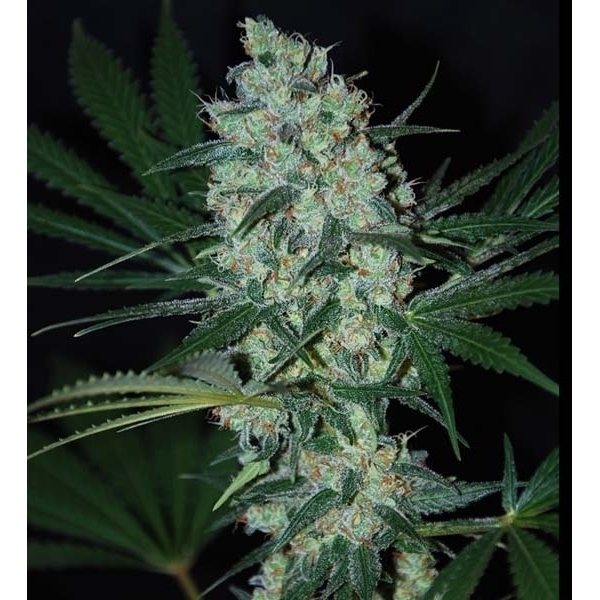 Green Love Potion (Samsara Seeds) feminizada