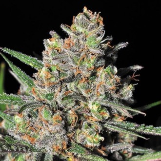 Green Love Potion (Samsara Seeds) feminizada