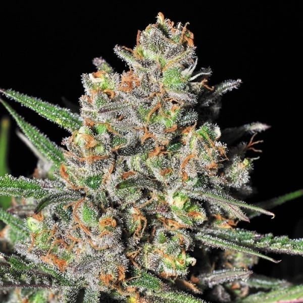 Green Love Potion (Samsara Seeds) feminizada