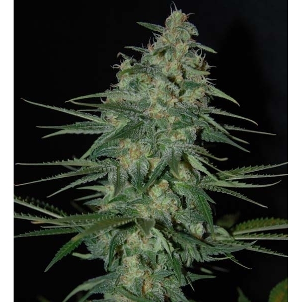 Sweet Black Angel (Samsara Seeds) feminizada