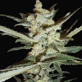 Supersonic Cristal Storm Autoflorescente (Samsara Seeds) feminizada