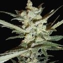 Supersonic Cristal Storm Autoflorescente (Samsara Seeds) feminizada