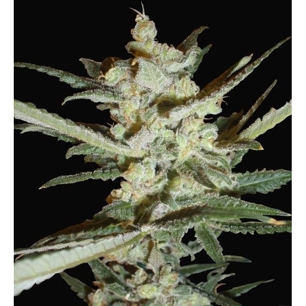 Supersonic Cristal Storm Autoflorescente (Samsara Seeds) feminizada