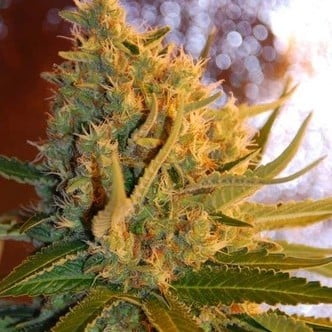 Shot Adrenaline Autoflower (Samsara Seeds) feminizada