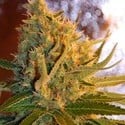 Shot Adrenaline Autoflower (Samsara Seeds) feminizada