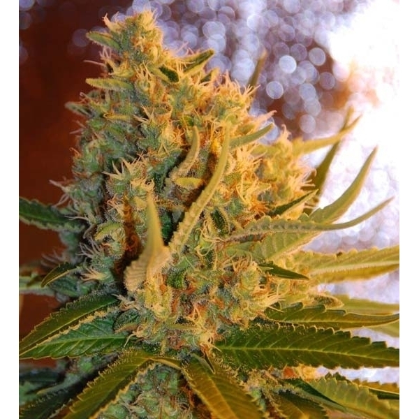 Shot Adrenaline Autoflower (Samsara Seeds) feminizada
