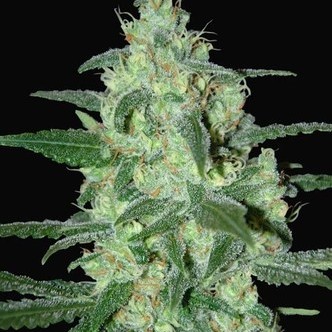 Thunder Bloody Mary Autoflower (Samsara Seeds) feminizada