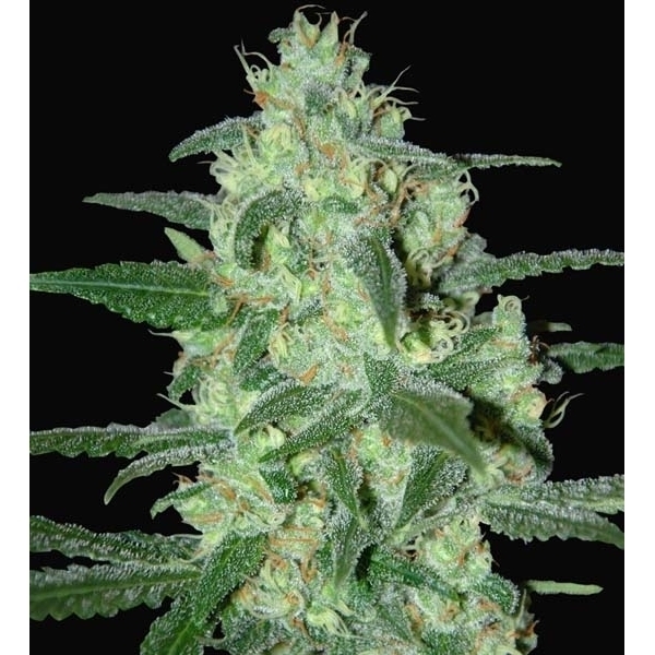 Thunder Bloody Mary Autoflower (Samsara Seeds) feminizada