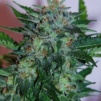 Flash Babylon Auto (Samsara Seeds) Feminizada